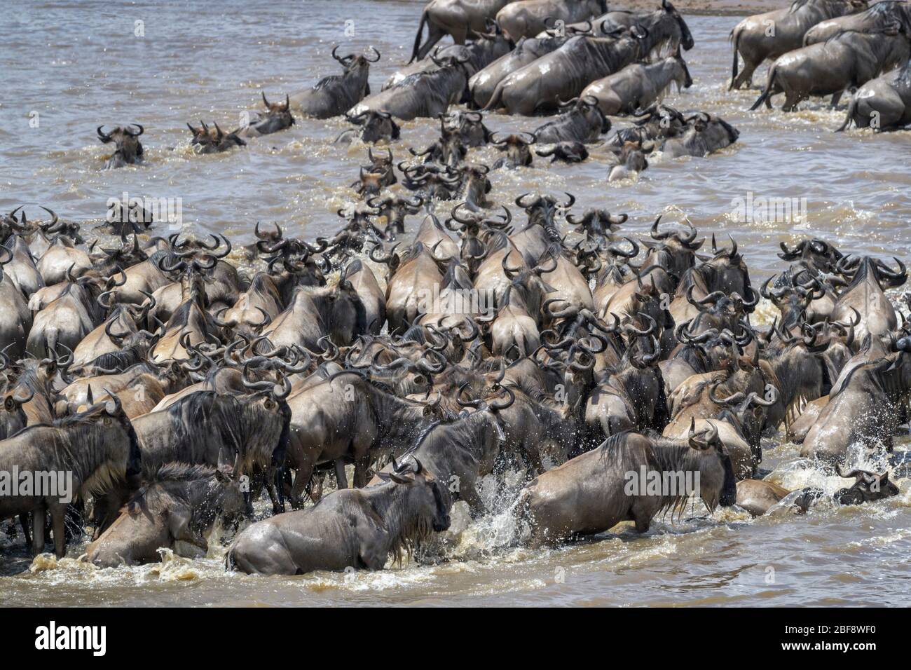 Bleu wildebeest, hardinde gnu (Connochaetes taurinus) troupeau traversant la rivière Mara pendant la grande migration, Parc national Serengeti, Tanzanie. Banque D'Images
