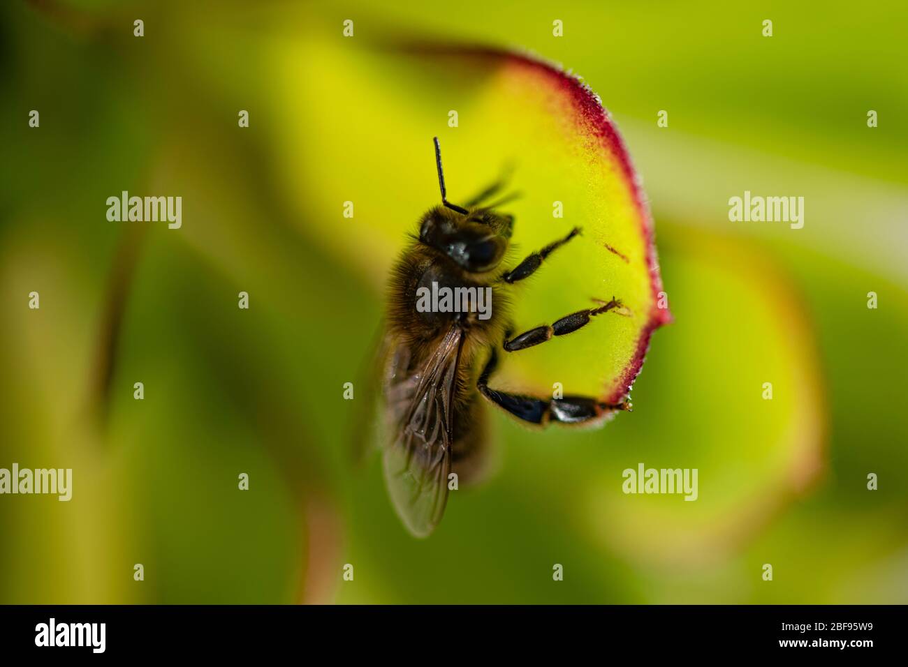 Macro faune vivant dans mon jardin, les insectes de jardin dans l'arrière-cour ne sont pas toujours une mauvaise chose. Le bon, le mauvais et les uglybugs et les choses, les insectes de jardin Banque D'Images