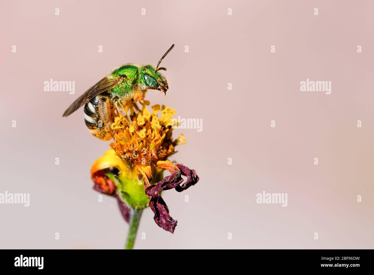 Abeille verte collectant du pollen sur une fleur avec un fond flou et espace de copie Banque D'Images