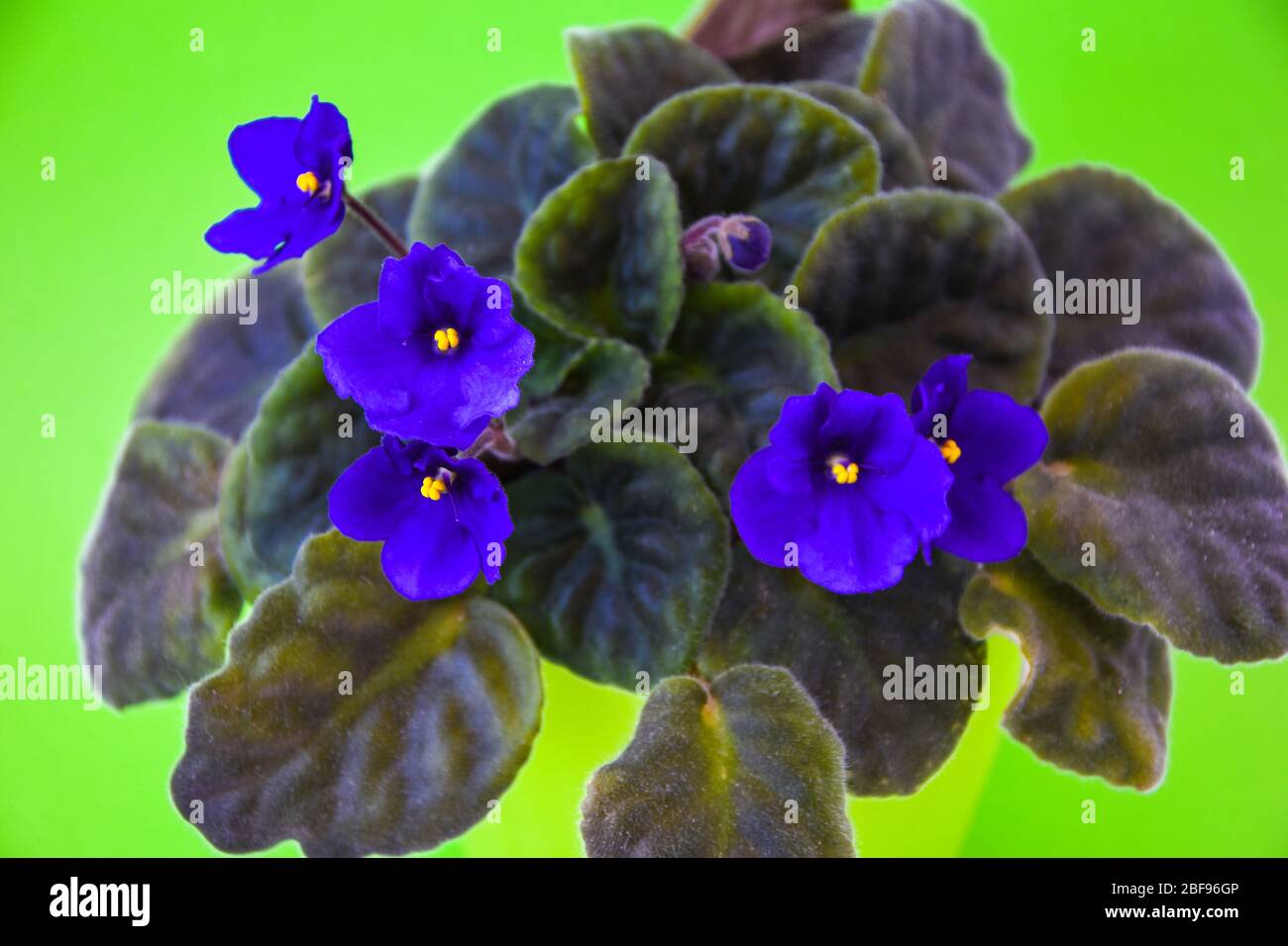 fleur jardin plante flore fraîche, viplet avec des fleurs violettes bleues  sur fond de pot vert Photo Stock - Alamy