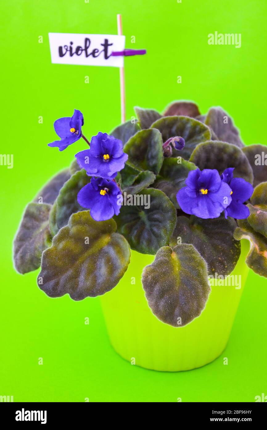 fleur jardin plante flore fraîche, viplet avec des fleurs violettes bleues sur fond de pot vert Banque D'Images