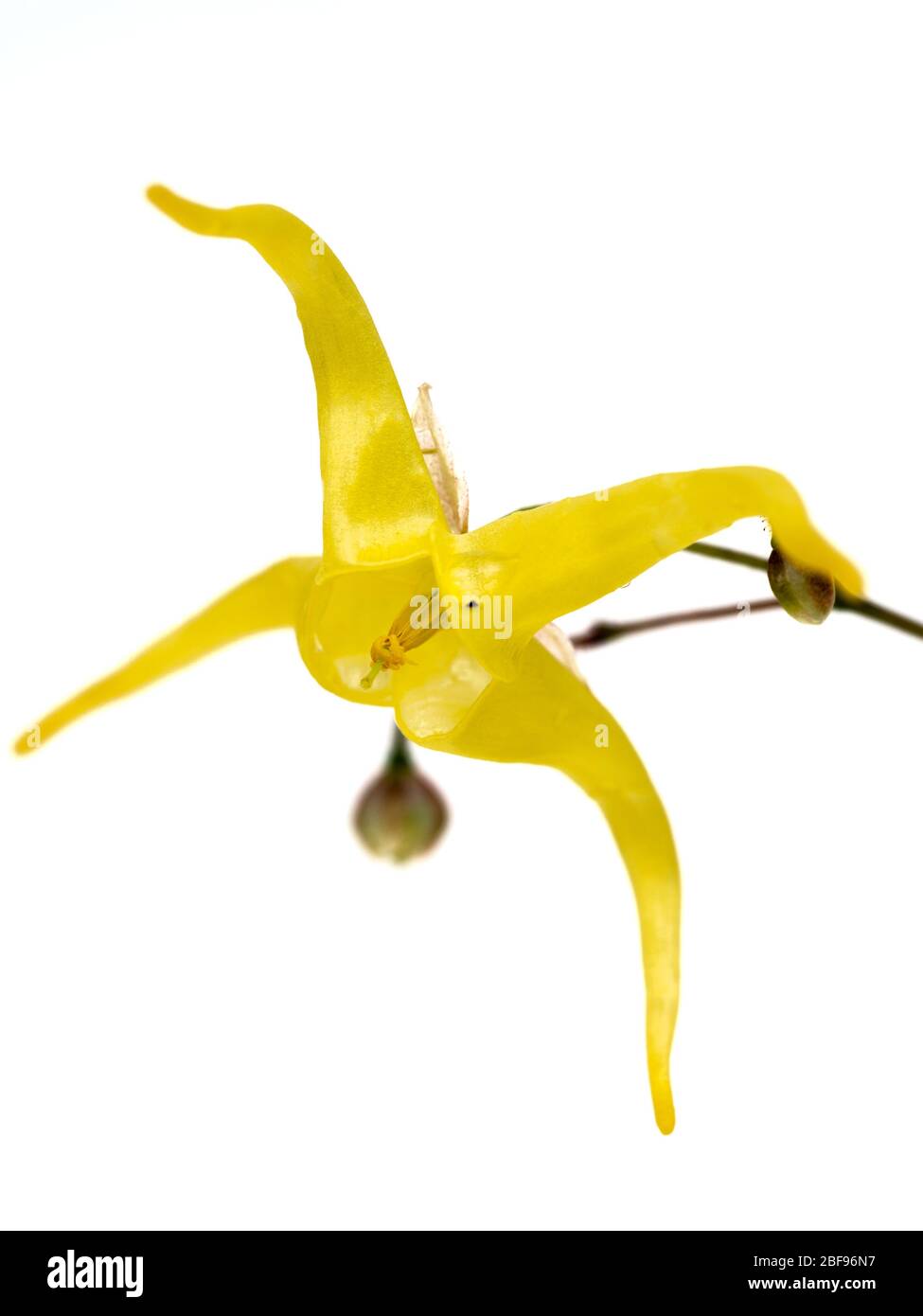 Macro a tourné une seule fleur du sol couvrant vivace, Epimedium x franchetii 'Brimstone Butterfly', sur un fond blanc Banque D'Images