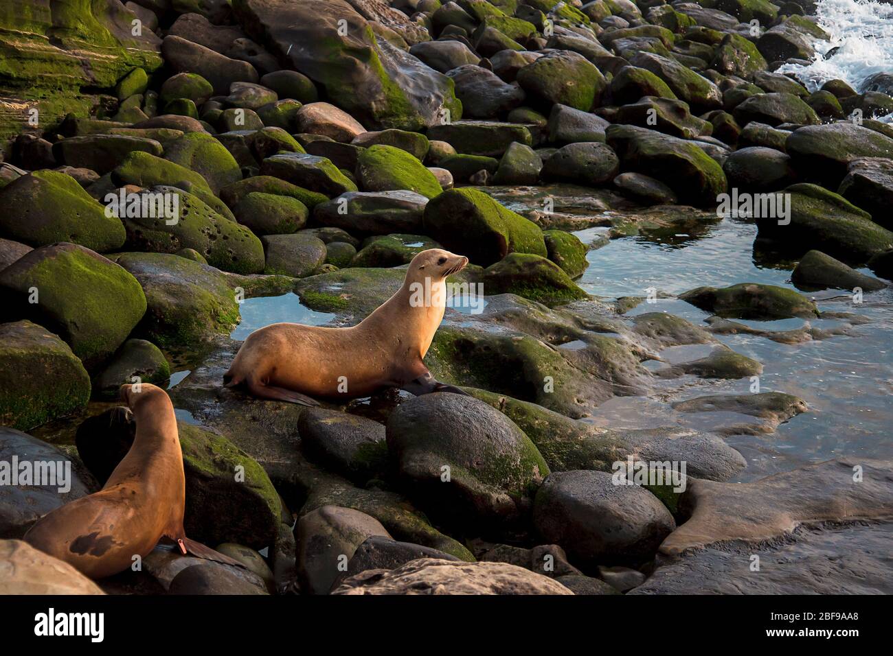 Coucher de soleil sur la plage paysage de la faune de la Californie du Sud. Des lions de mer femelles s'assoient sur des algues recouvertes de roches sur la rive de la Jolla à San Diego, en Californie. Banque D'Images