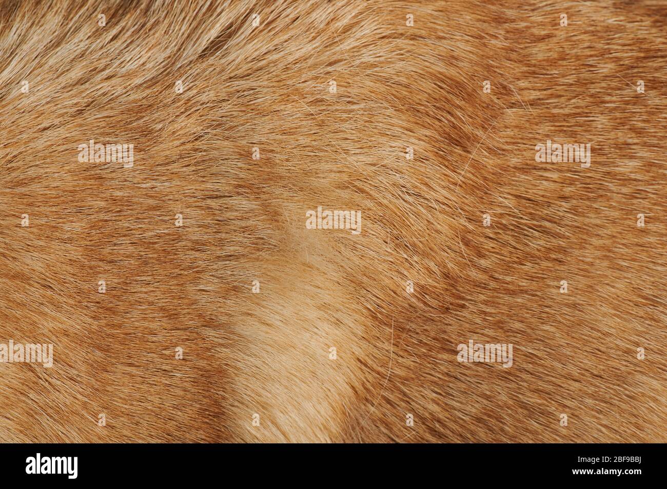 Vue rapprochée de la texture marron des poils de chien. Fourrure d'animal propre Banque D'Images