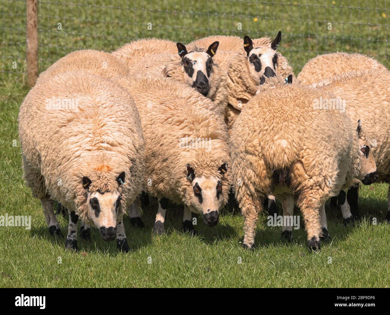 Troupeau de Badger Sheep face à la couleur noire et blanche dans une ombre anglaise Banque D'Images