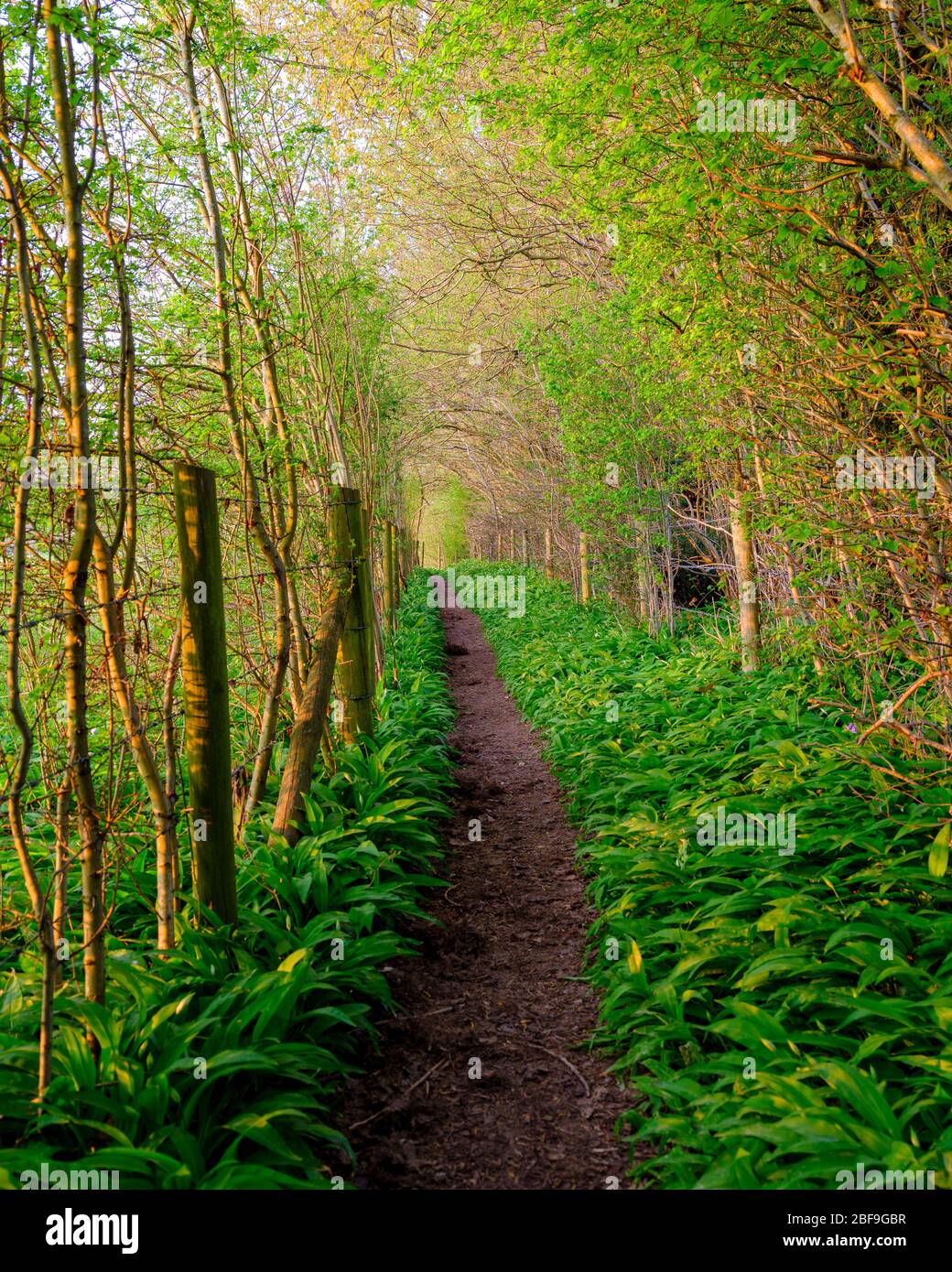 Swanmore, Royaume-Uni - 11 avril 2020: Lumière chaude du soir sur un sentier de pays près de Swanmore dans la vallée du Meon dans le parc national de South Downs, Hampsh Banque D'Images