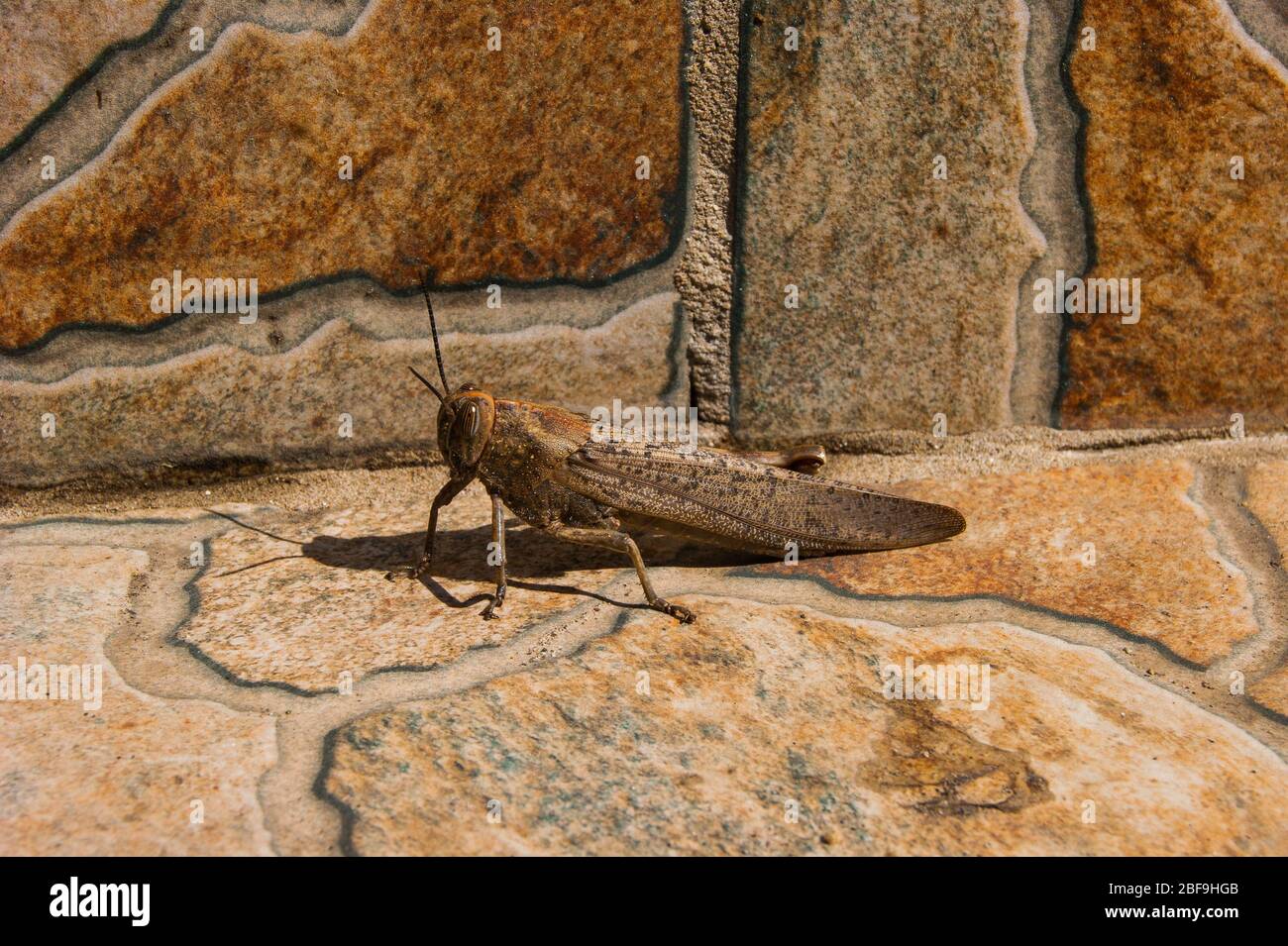 Gros sauterelle ou criquet - brun sauté sur un fond brun. Il se réchauffe au soleil d'été. Siesta. Midi. Chaleur, nature, insecte. Banque D'Images