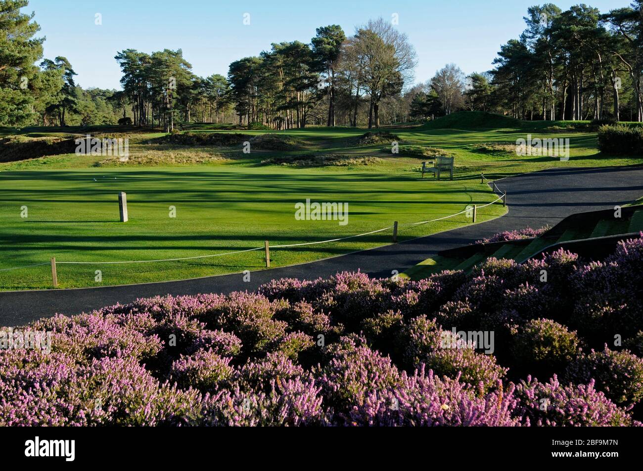 Vue sur le lit de bruyère à la putting green et le 14ème Green, Camberley Heath Golf Club, Camberley, Surrey, Angleterre Banque D'Images