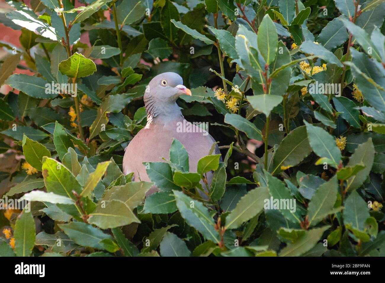 Pigeon en bois commun assis dans un arbre de baie où il a construit un nid Banque D'Images