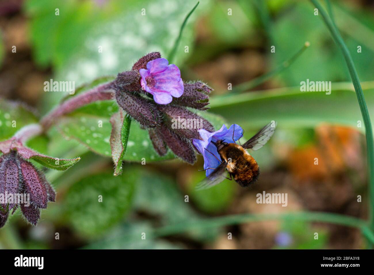 Une mouche à l'abeille à bordure foncée (Bombylius Major) sur la fleur d'un commun lungwort (Pulmonaria officinalis) Banque D'Images