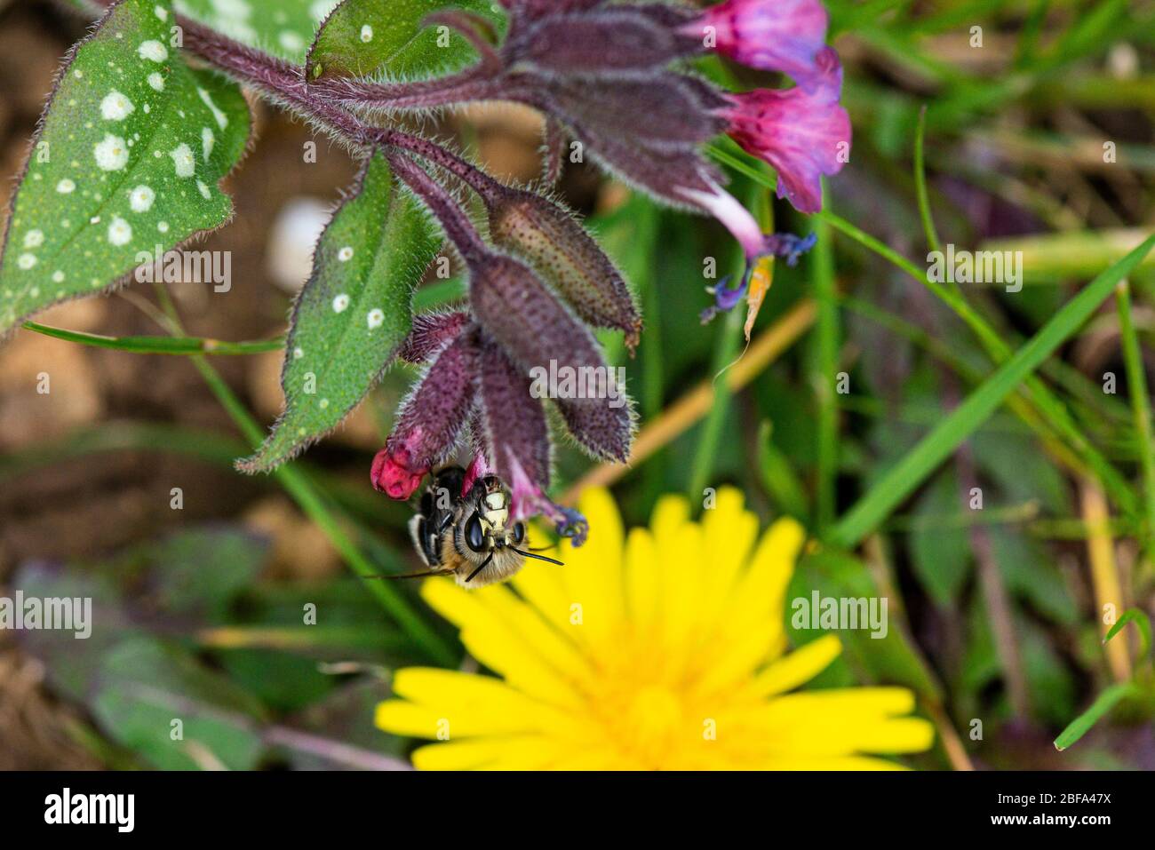 Une abeille à fleurs pileuses (Anthophora plumipes) sur la fleur d'un commun lungwort (Pulmonaria officinalis) Banque D'Images