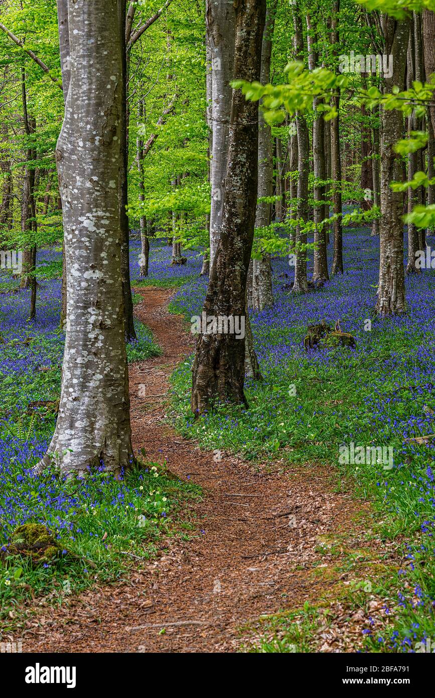 Bluebell Woods dans le sud de l'Angleterre. Banque D'Images