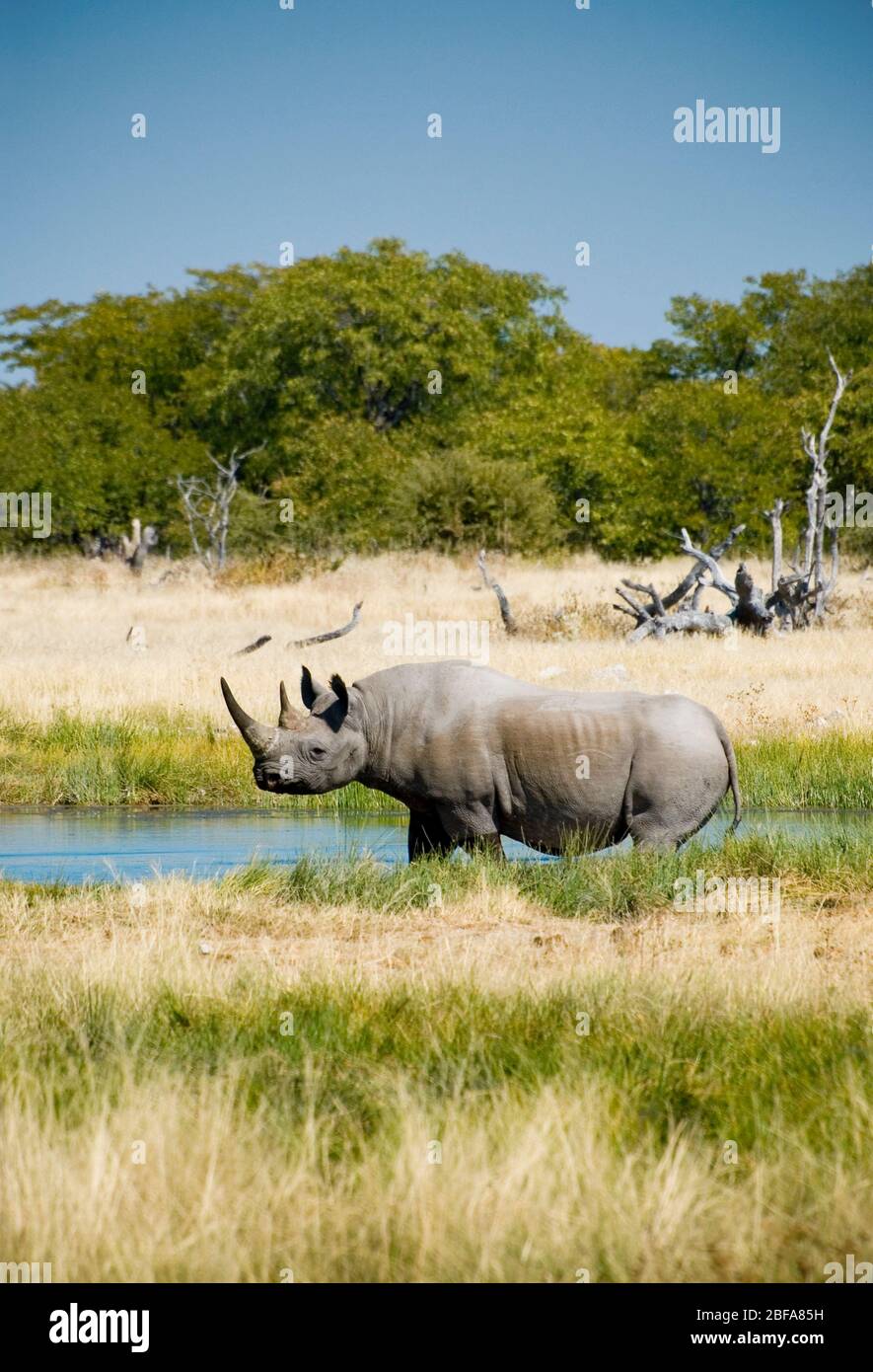 Rhino noir par un trou d'arrosage, Parc national d'Etosha, Namibie, Afrique de Souther. Banque D'Images