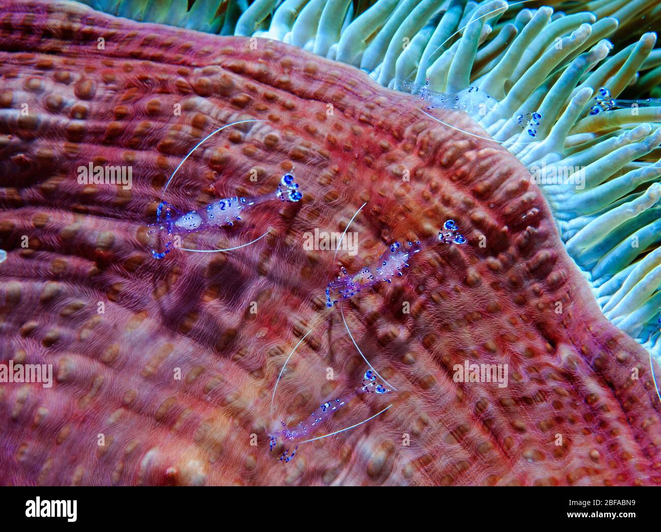 Crevettes anemones, Periglimenes holthuisi, Raja Ampat Ouest de la Papouasie-Indonésie. Banque D'Images