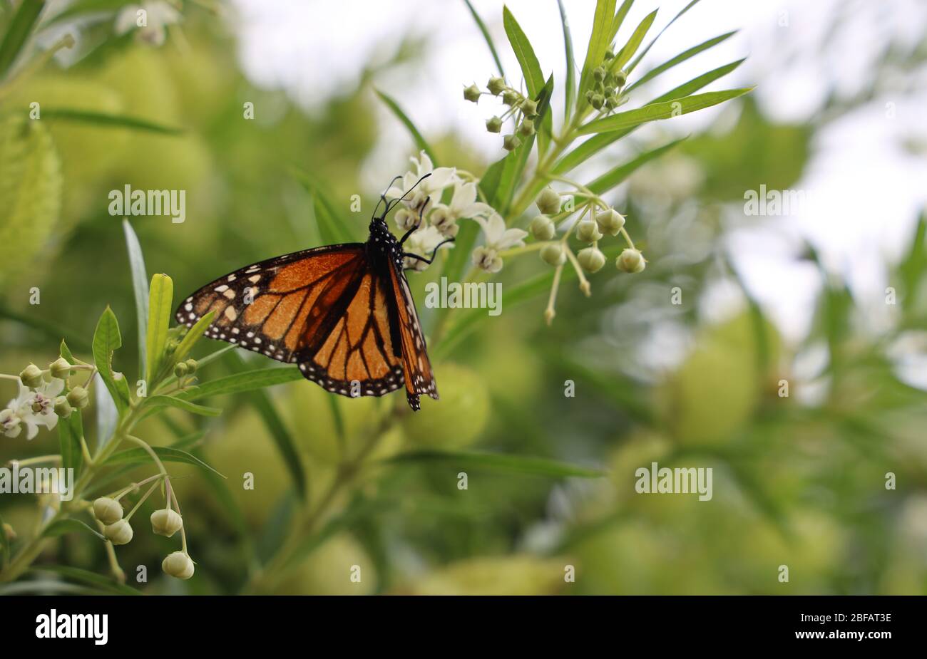 Papillon Monarch. Monarch (Danaus plexippus) se nourrissant sur une plante de cygne, milkweed.( Gomphocarpus physocarpus.) Île du Nord près de Raglan, Nouvelle-Zélande. Banque D'Images