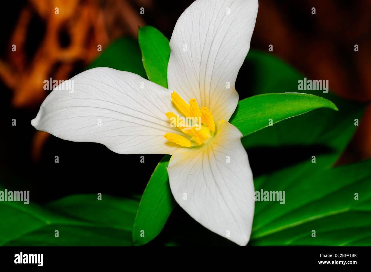 Le trillium blanc de l'Ouest est l'espèce la plus commune de trillium i. Banque D'Images