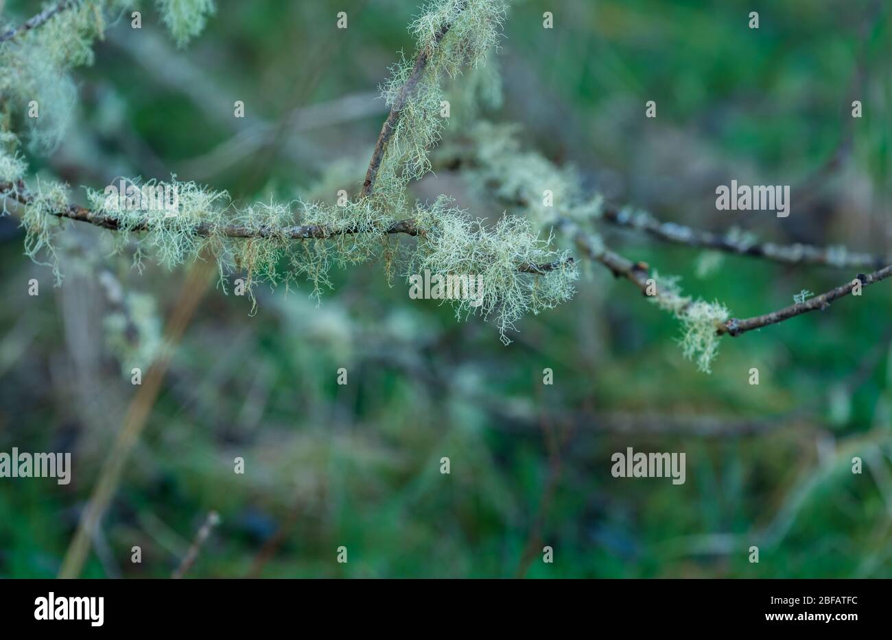 Focalisation sélective près de lichen sur une brindille dans une forêt Banque D'Images