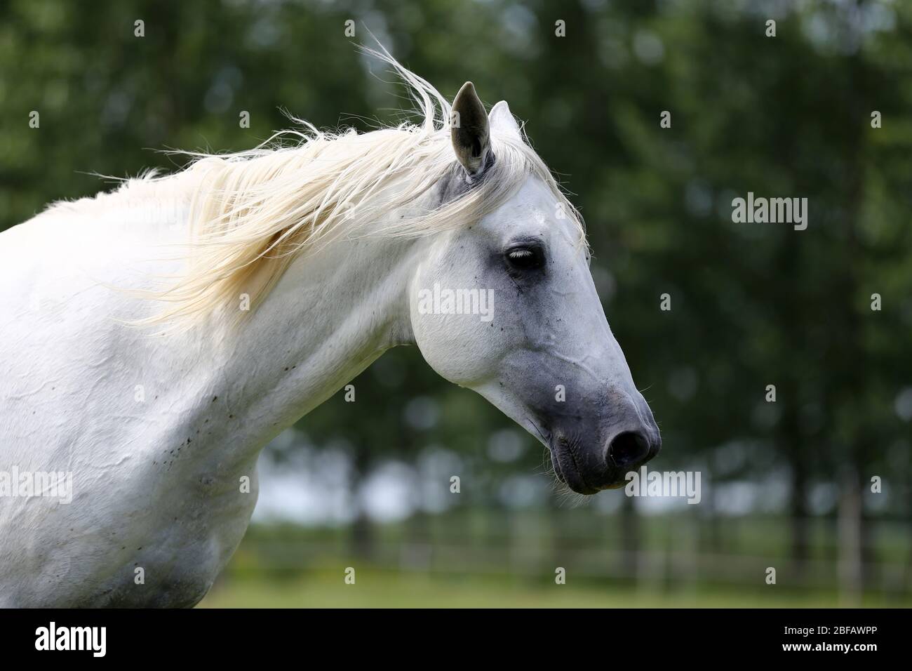 Cheval andalou de couleur grise à la purée avec de longues manes gallotant dans les pâturages verts Banque D'Images