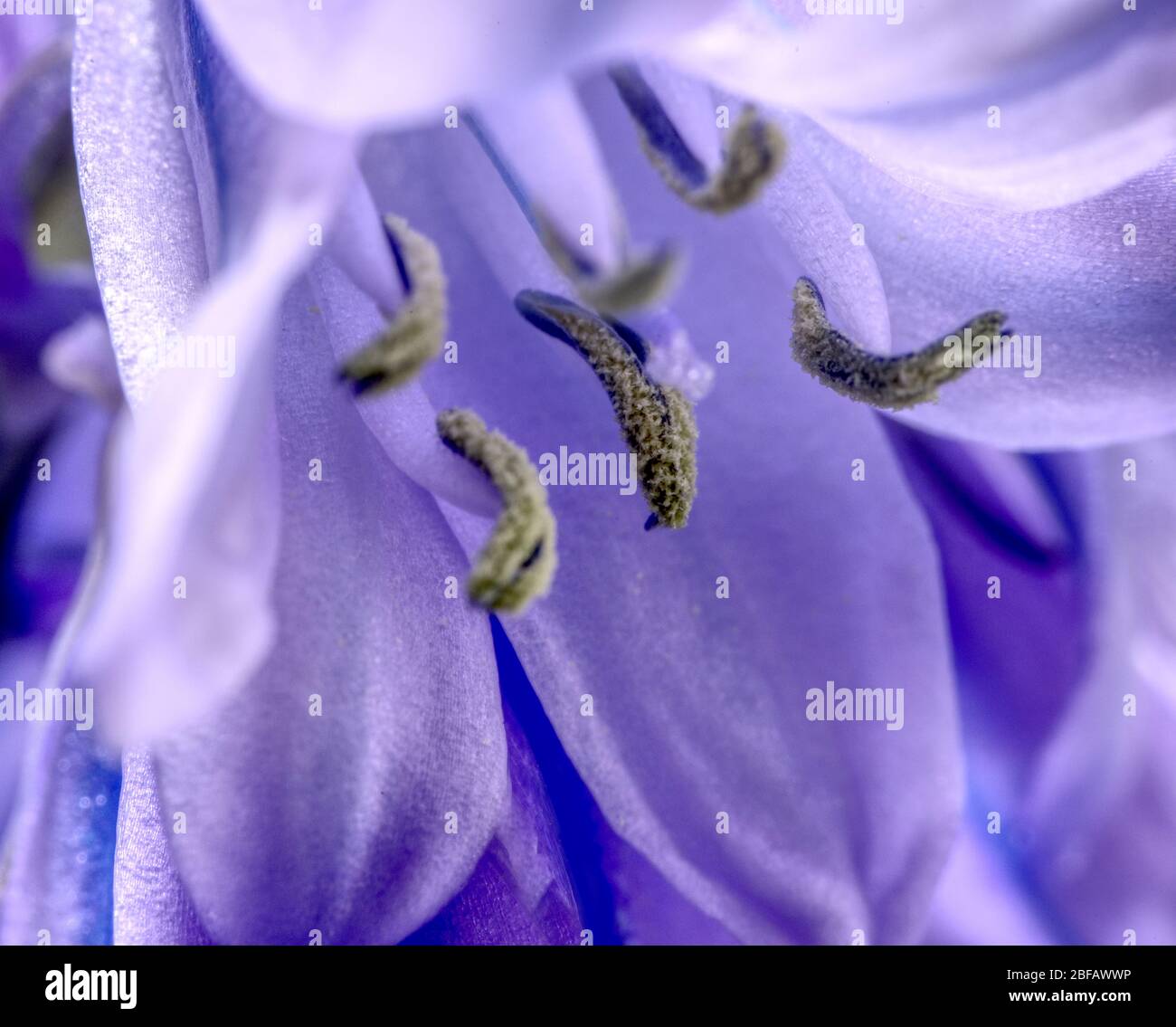gros plan sur bluebell macro tourné Banque D'Images