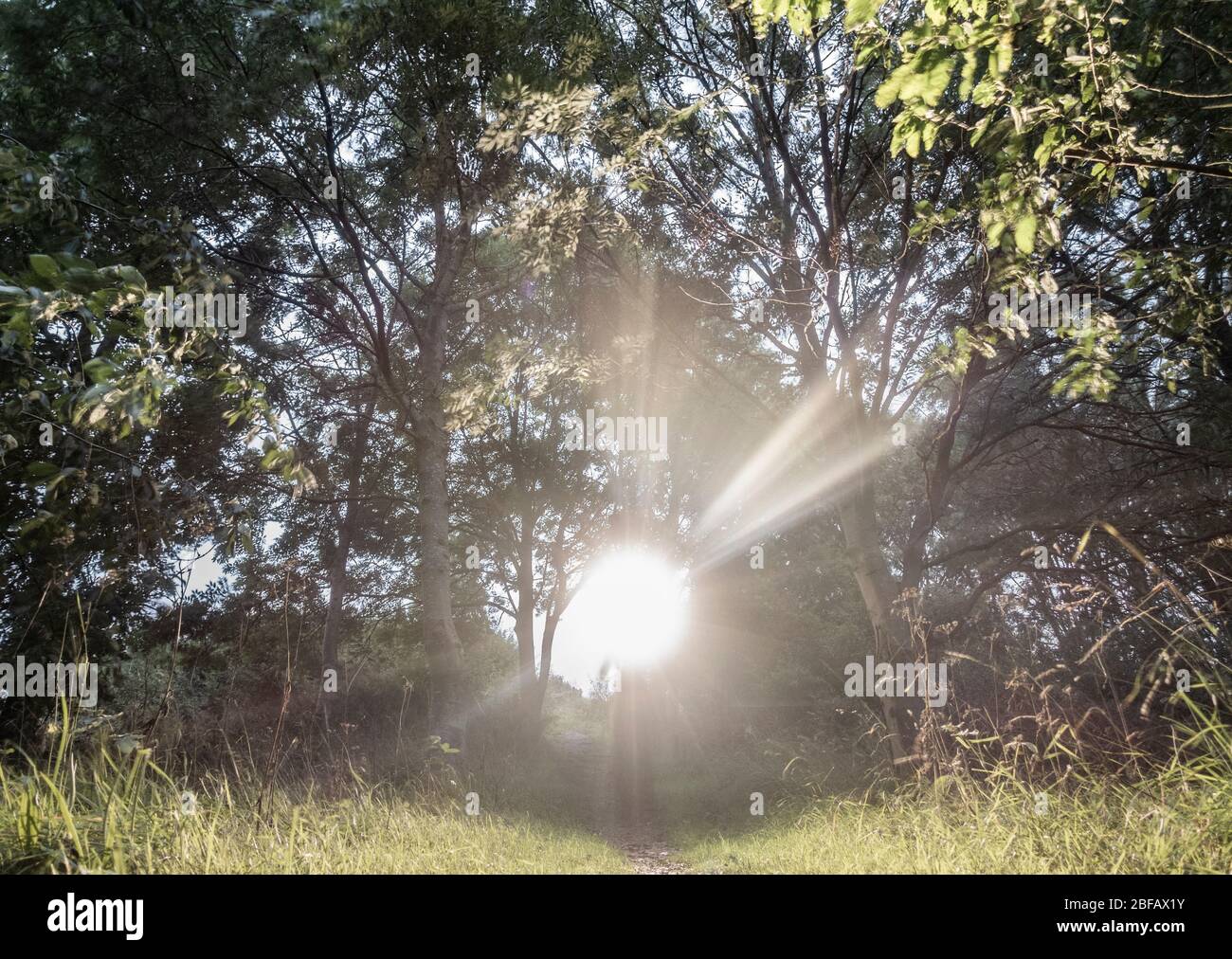 Torche, faisceau lumineux dans les bois, forêt la nuit. Concept effrayant, effrayant Banque D'Images