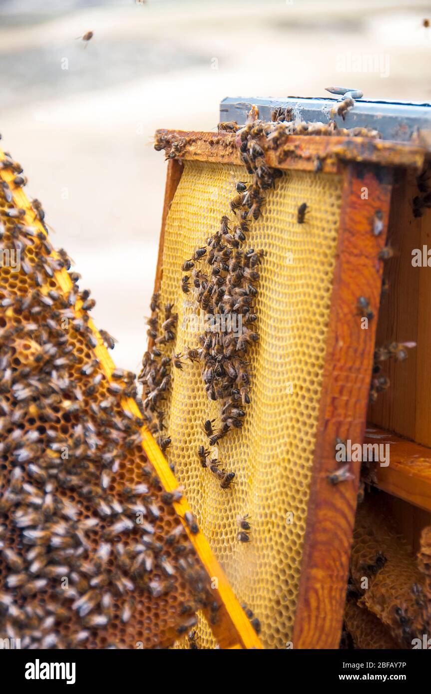 Collecte de miel à Monegros, Aragon, Espagne Banque D'Images
