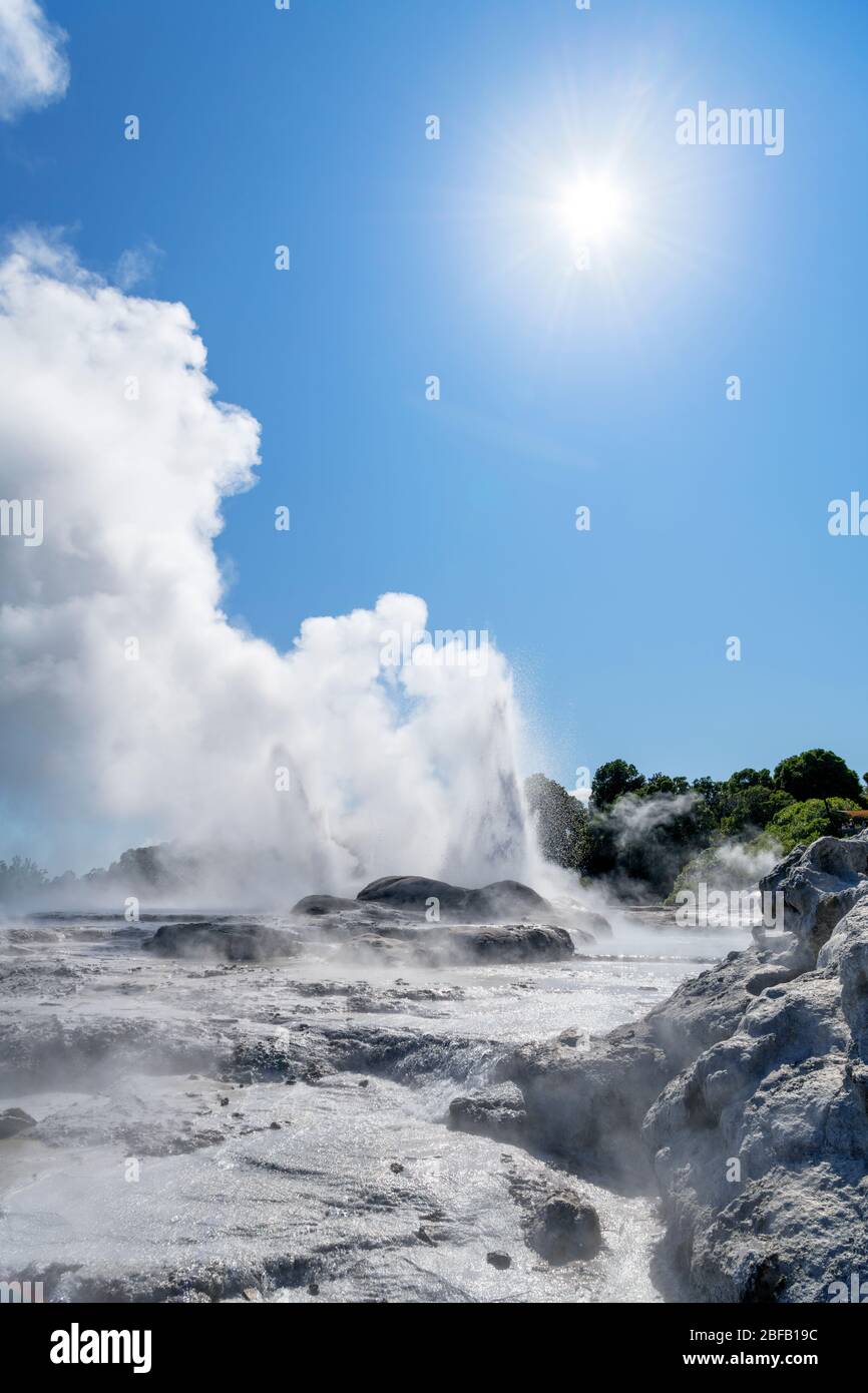 Geysers à te Puia, te Whakarewarewa Geothermal Valley, Rotorua, Nouvelle-Zélande Banque D'Images