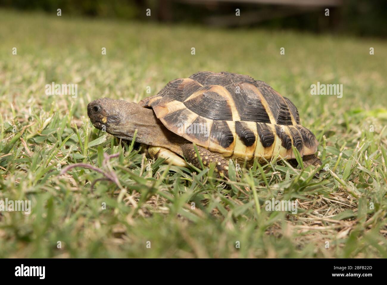 Une tortue des forêts marchant sur une herbe verte Banque D'Images