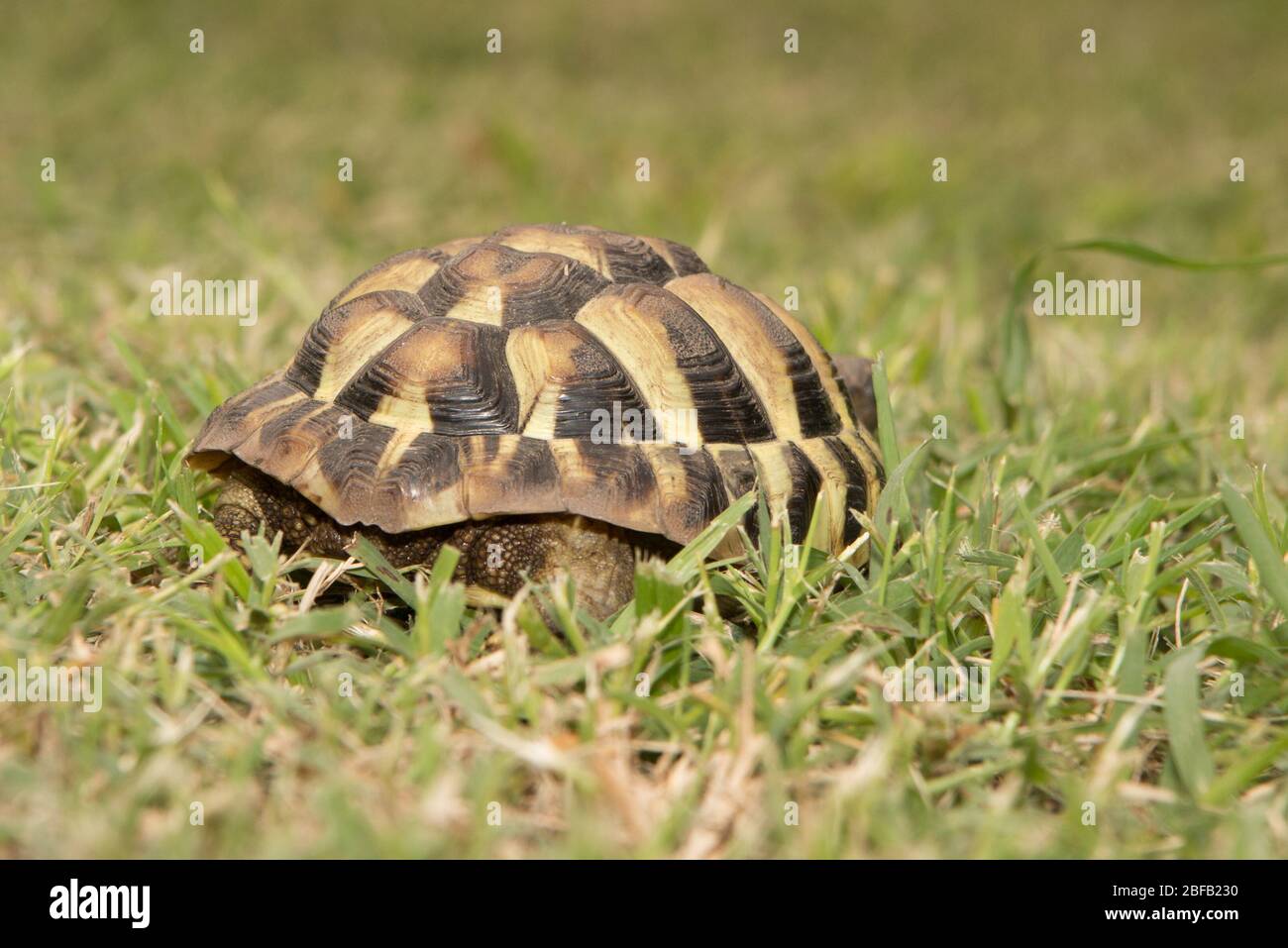 la tortue africaine a poussé à la fermeture du champ de la ferme d'herbe Banque D'Images