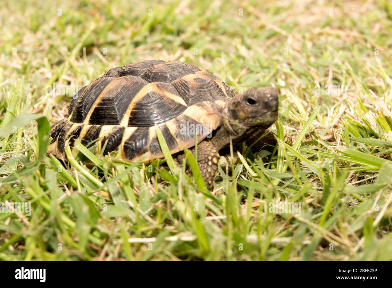la tortue dans l'herbe verte se déplace lentement Banque D'Images