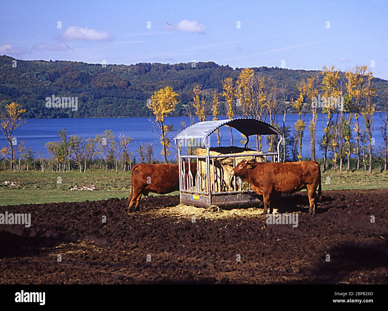 Vaches dans les pâturages à Laacher See Banque D'Images