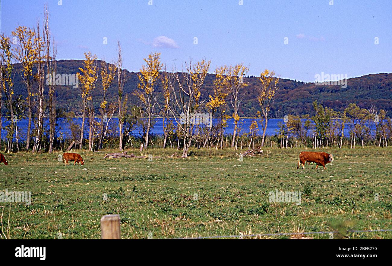 Vaches dans les pâturages à Laacher See Banque D'Images