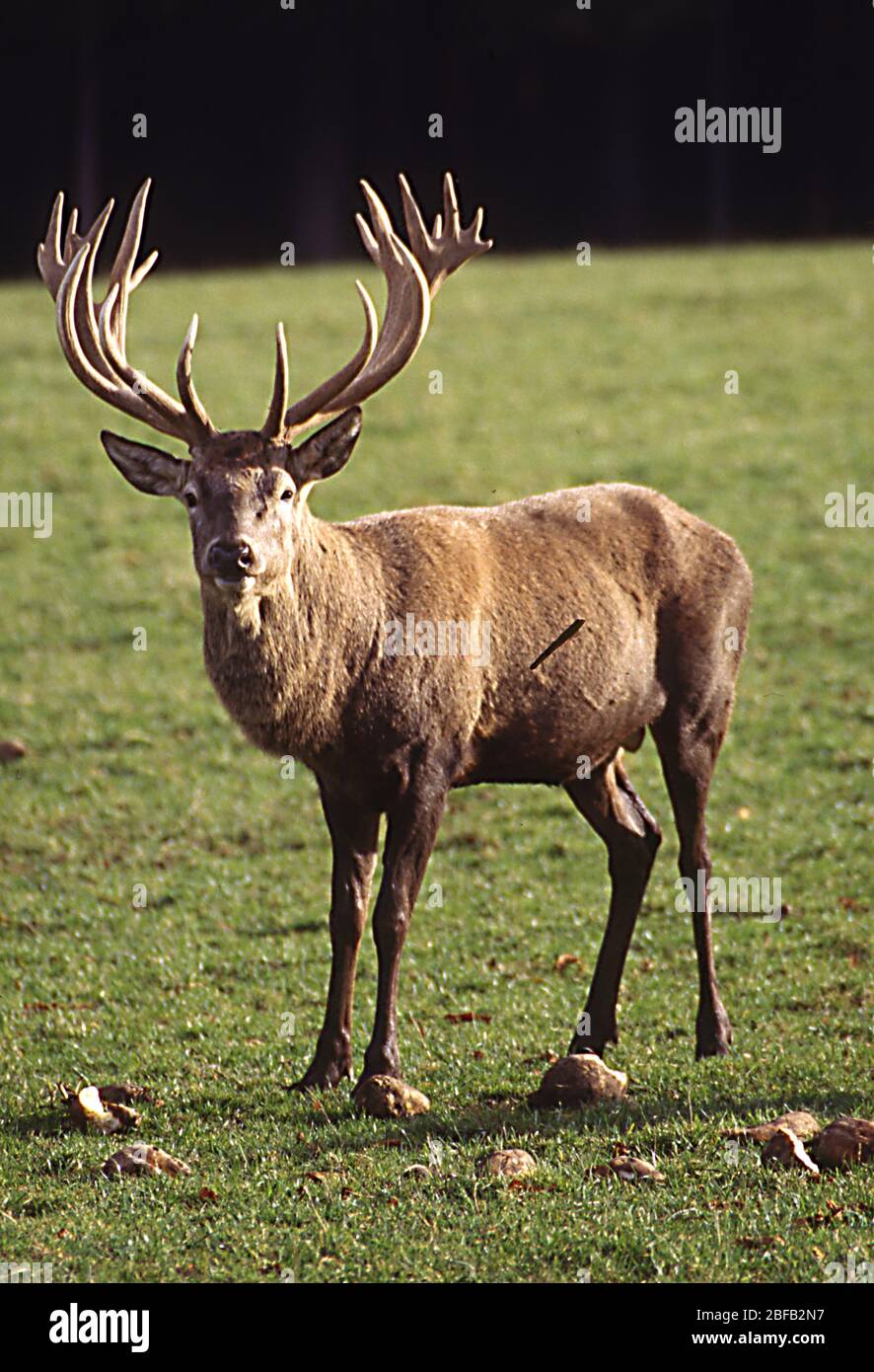 Cerf avec des fourmis sur la prairie Banque D'Images
