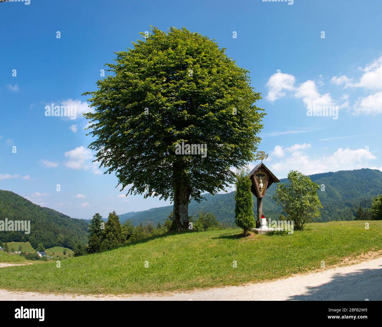 Début d'été avec un tilleul vert et sauvage au sommet de la colline sur fond bleu ska Banque D'Images