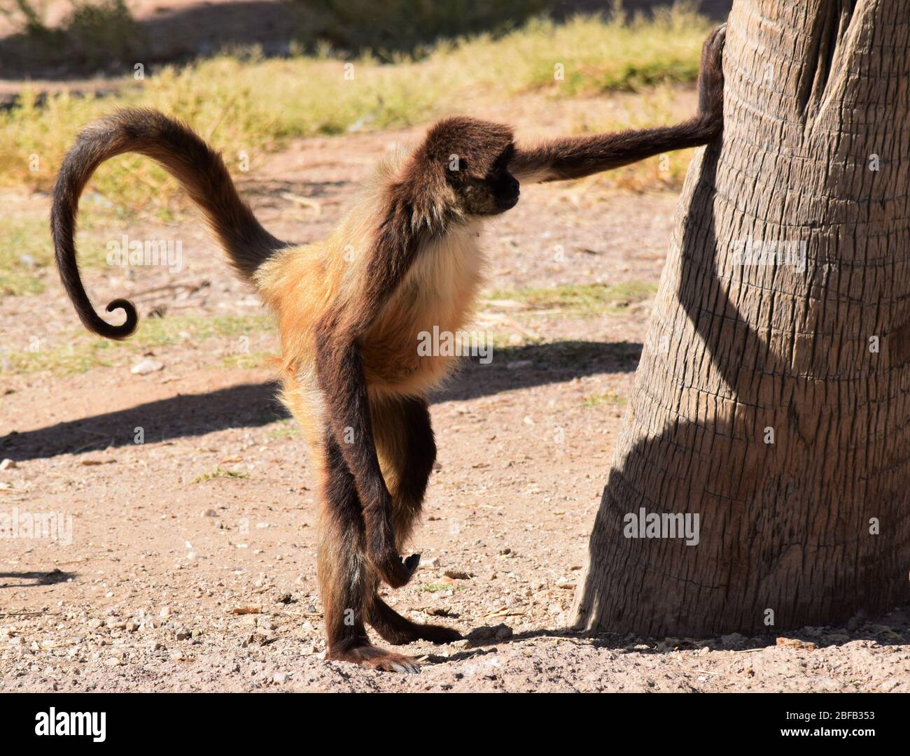 Les singes de différents types sont toujours une exposition préférée aux zoos. Banque D'Images