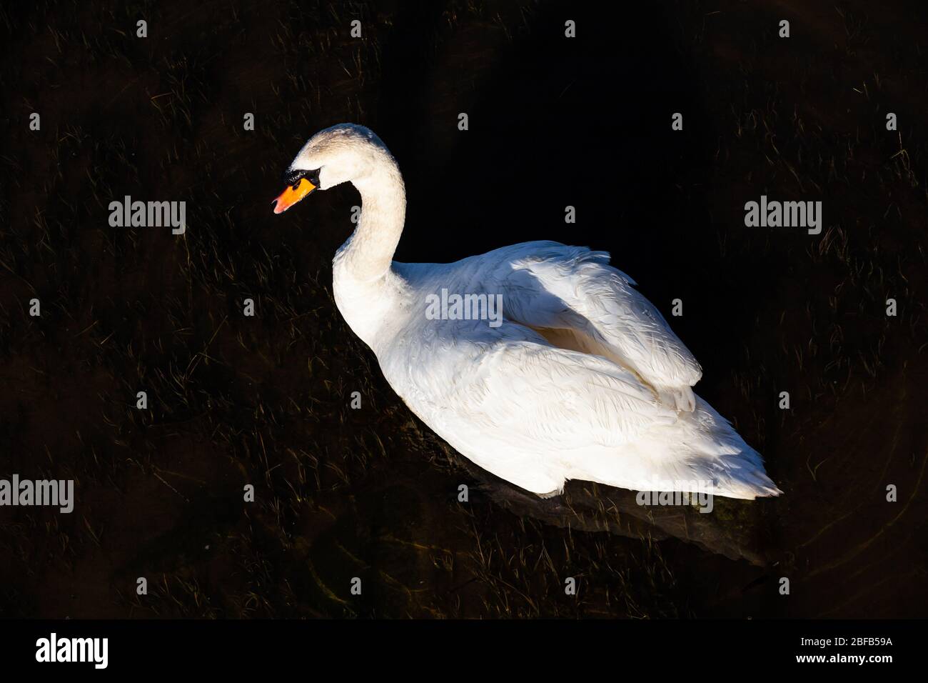 Couper le son des cygnes pagayant le long du front de mer de Steveston en lumière tôt Banque D'Images