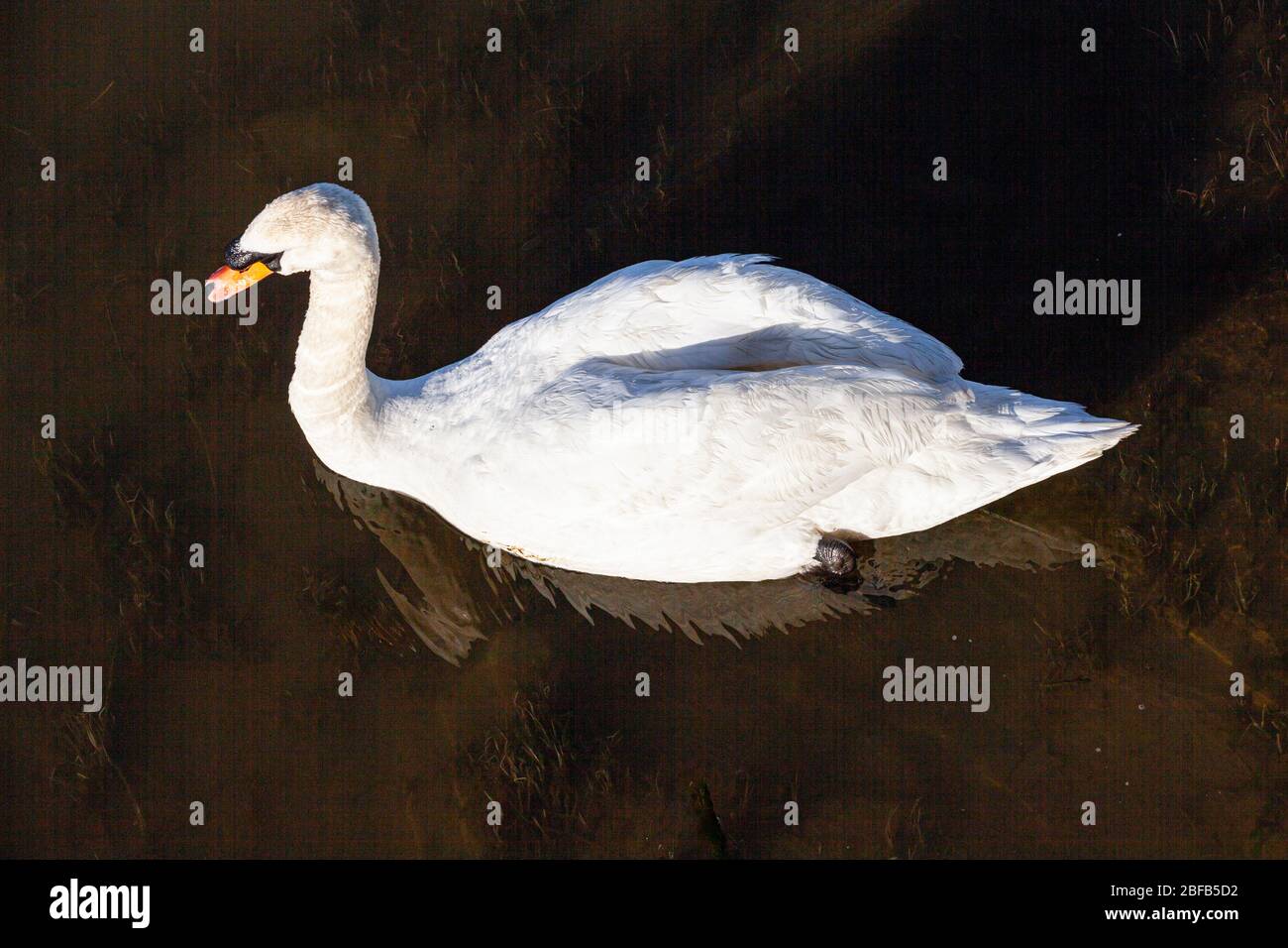 Couper le son des cygnes pagayant le long du front de mer de Steveston en lumière tôt Banque D'Images