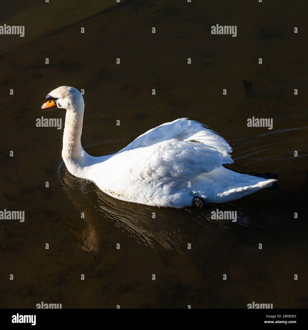 Couper le son des cygnes pagayant le long du front de mer de Steveston en lumière tôt Banque D'Images