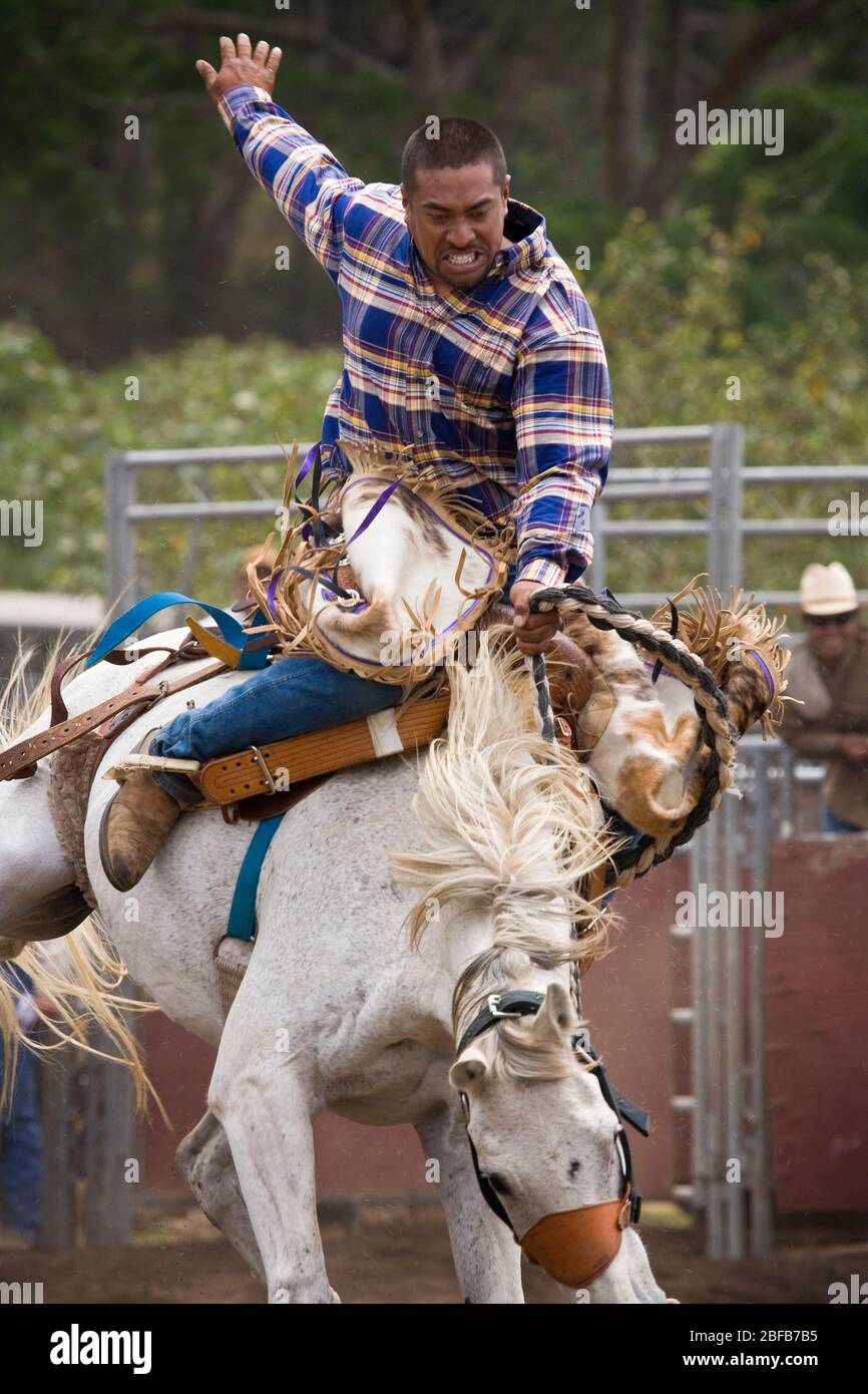 Modèle libéré cow-boy hawaïen, ou paniolo, équitation un bronco buckking (propriété libérée) au rodéo à Hawaï Banque D'Images