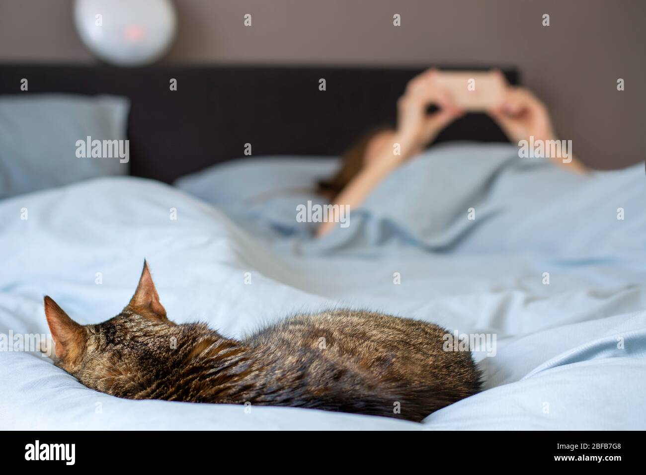 Femme dormant au lit avec son chat. Propriétaire avec son animal de compagnie. Femme regardant sur son smartphone Banque D'Images