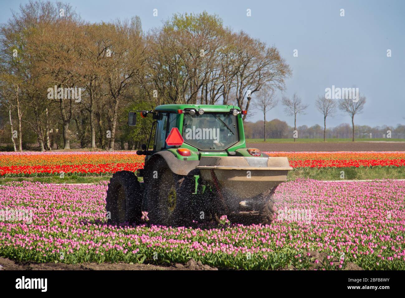 Épandeur d'engrais centrifuge actionné par le tracteur dans le champ de tulipe Banque D'Images