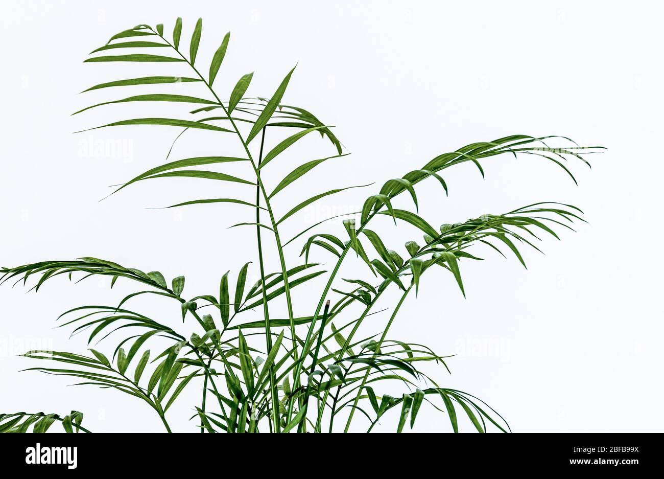 Gros plan sur les délicates feuilles de féarerie d'une petite maison de palmiers (Chamaedorea elegans) sur un fond blanc. Feuillage délicat contre le merle Banque D'Images