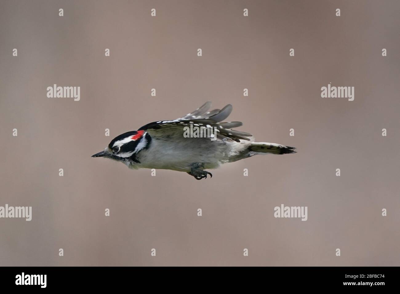 Mordu de bois peckers mâles et femelles Banque D'Images