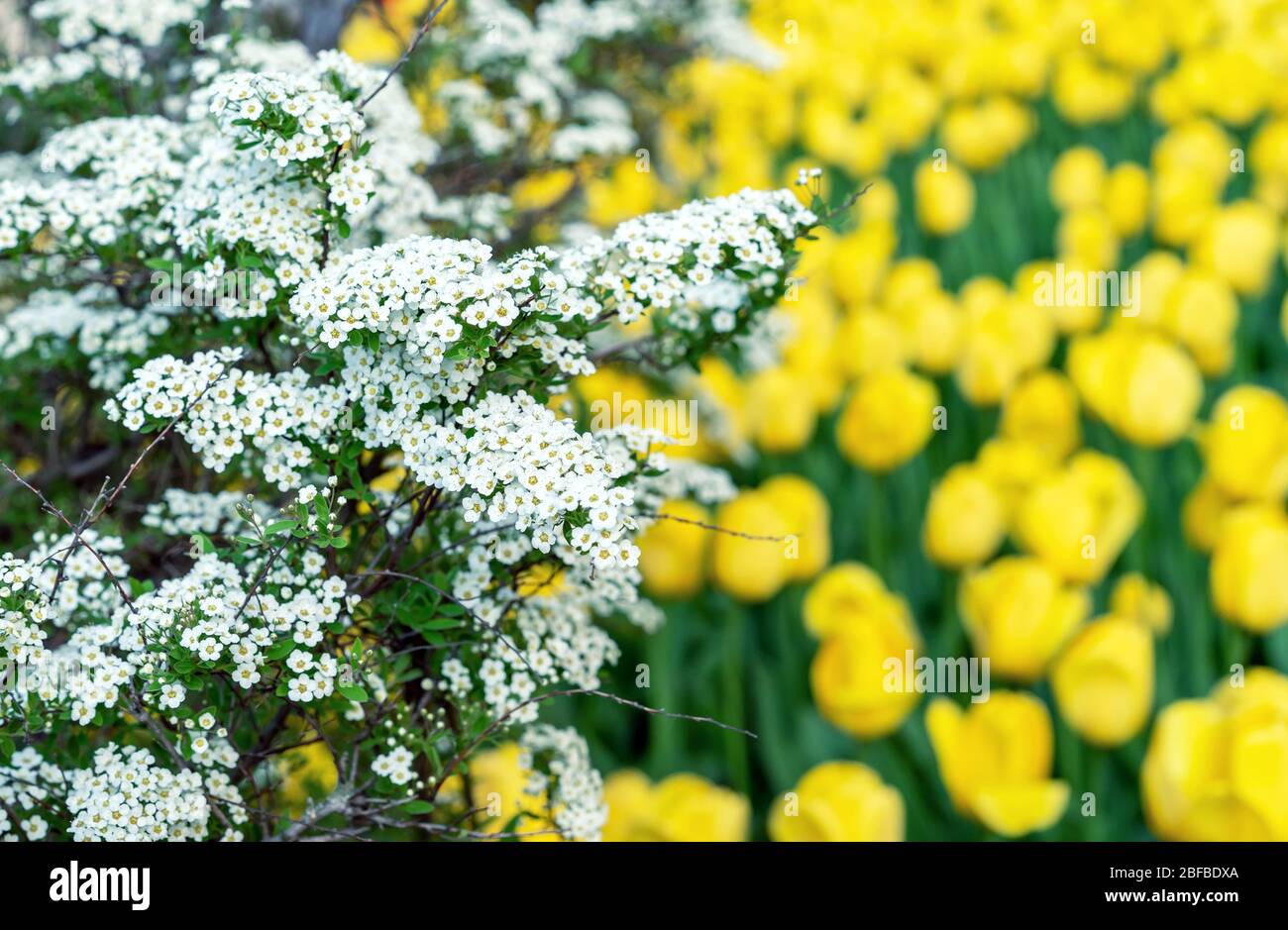 Nadezda S Northern Garden Grefsheim Spirea