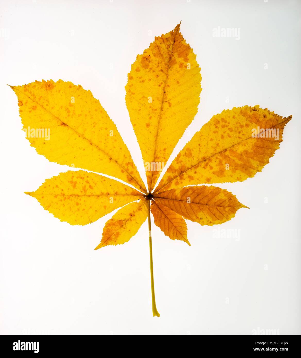 Feuilles de châtaigniers jaunes de couleur autumérale (Castanea), Autriche Banque D'Images