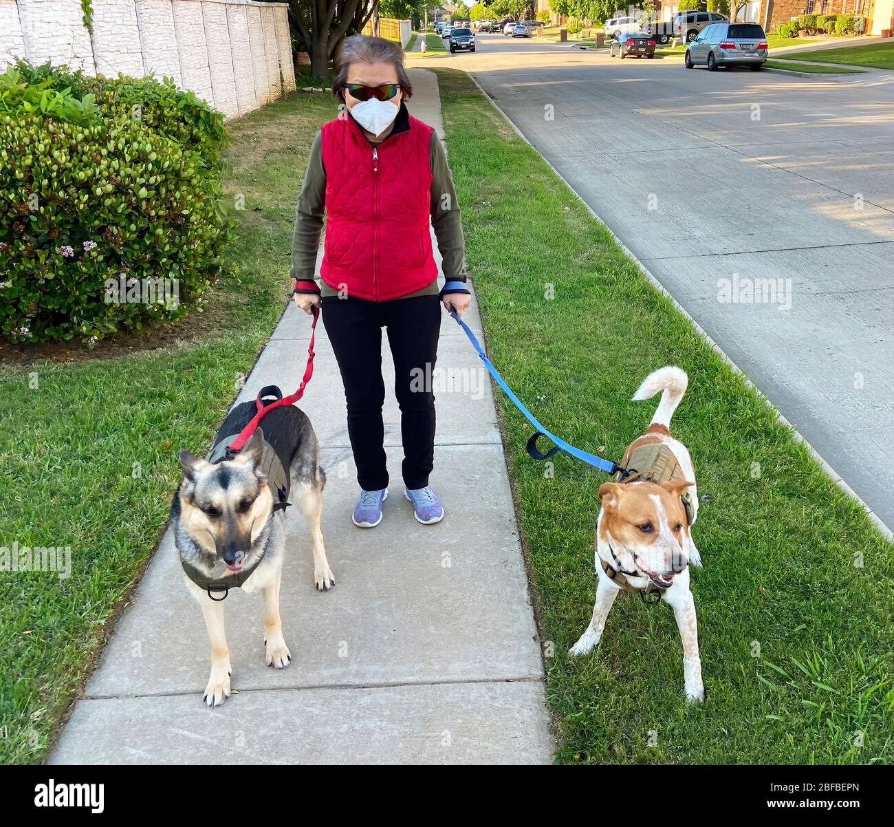 Marcher les chiens tout en ayant à rester à la maison et porter un masque de protection de la N95. Banque D'Images