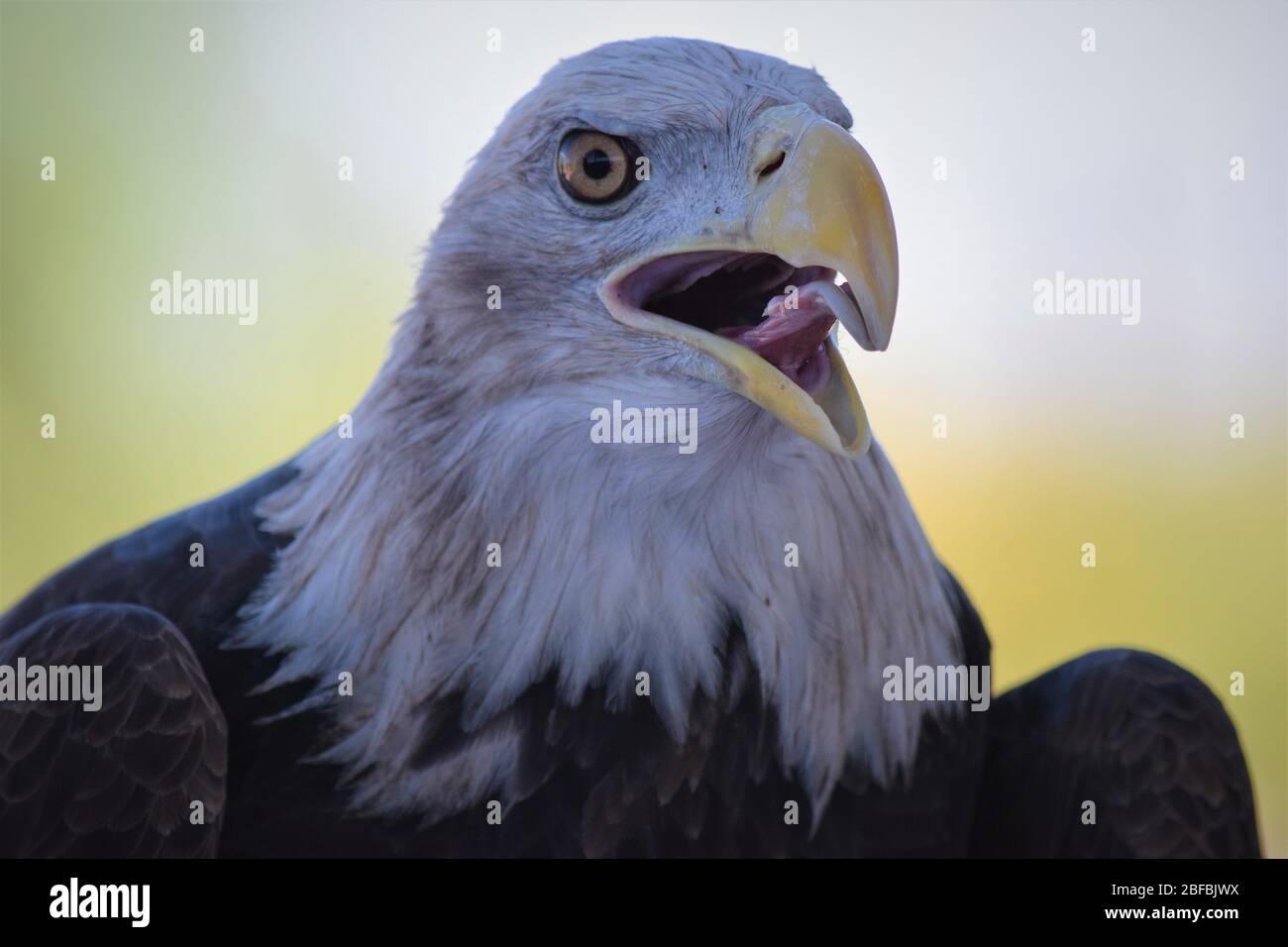 Un jeune aigle chauve maintient son bec ouvert pendant la chaleur du soleil de mi-journée de l'Arizona pour se rafraîchir Banque D'Images