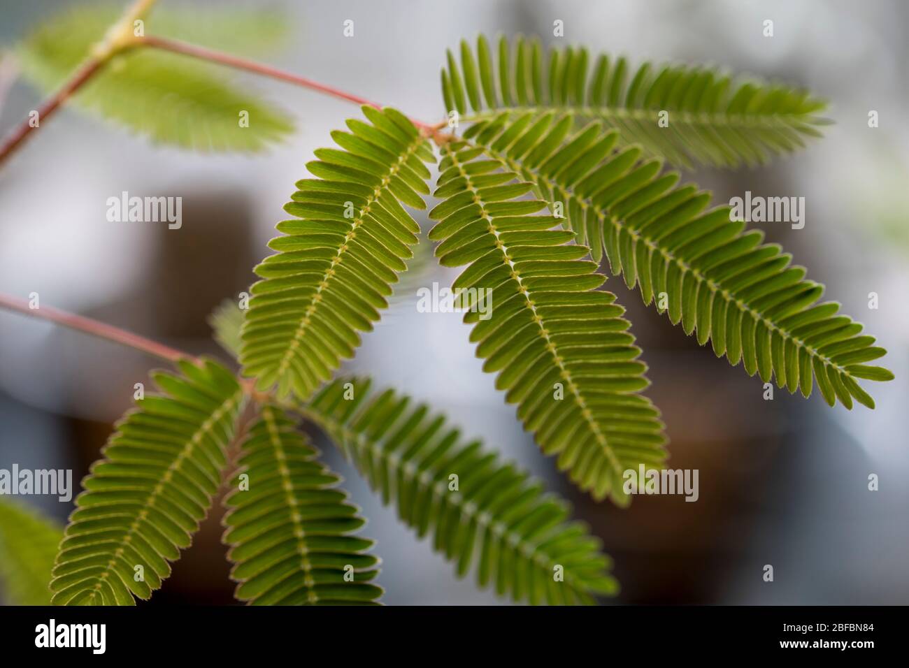Gros plan sur les feuilles de plantes sensibles. Plante timide qui flétrise  lorsqu'elle est touchée ou secouée. Arbres tropicaux. Mimosa perdica Photo  Stock - Alamy