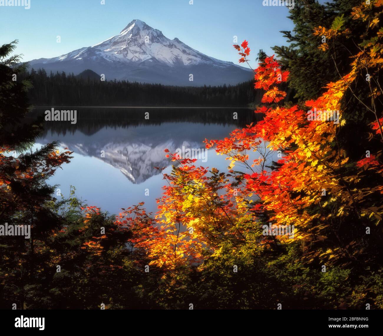Le soleil de l'automne matinal baigne les arbres en érable à feuilles de vigne qui encadrent le plus haut sommet de l'Oregon, le Mt Hood se reflétant dans le lac Lost. Banque D'Images
