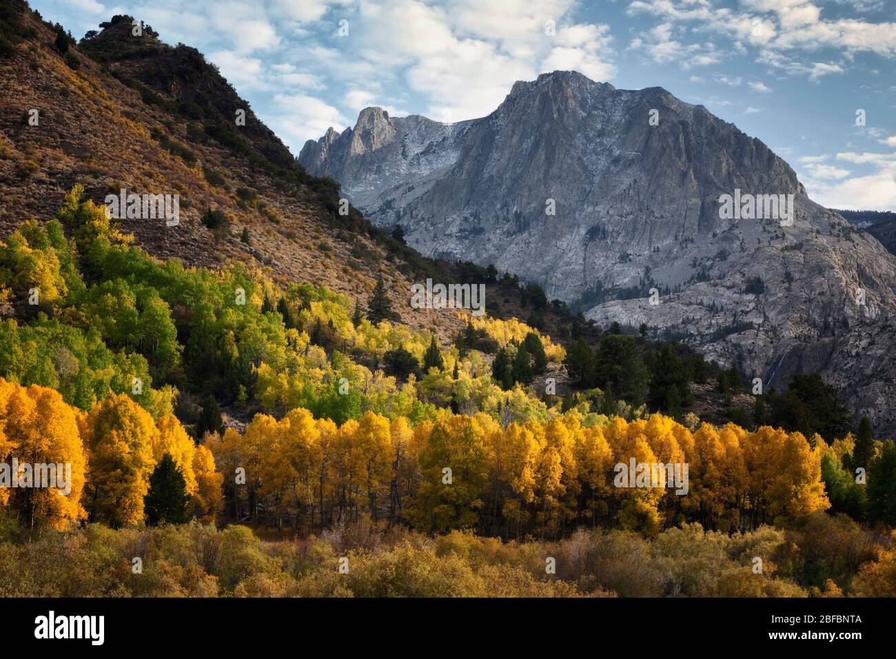 La poussière de neige sur les montagnes de la Sierra orientale ajoute à la beauté des arbres à trembles en automne le long de la boucle du lac de juin en Californie dans le comté de Mono. Banque D'Images