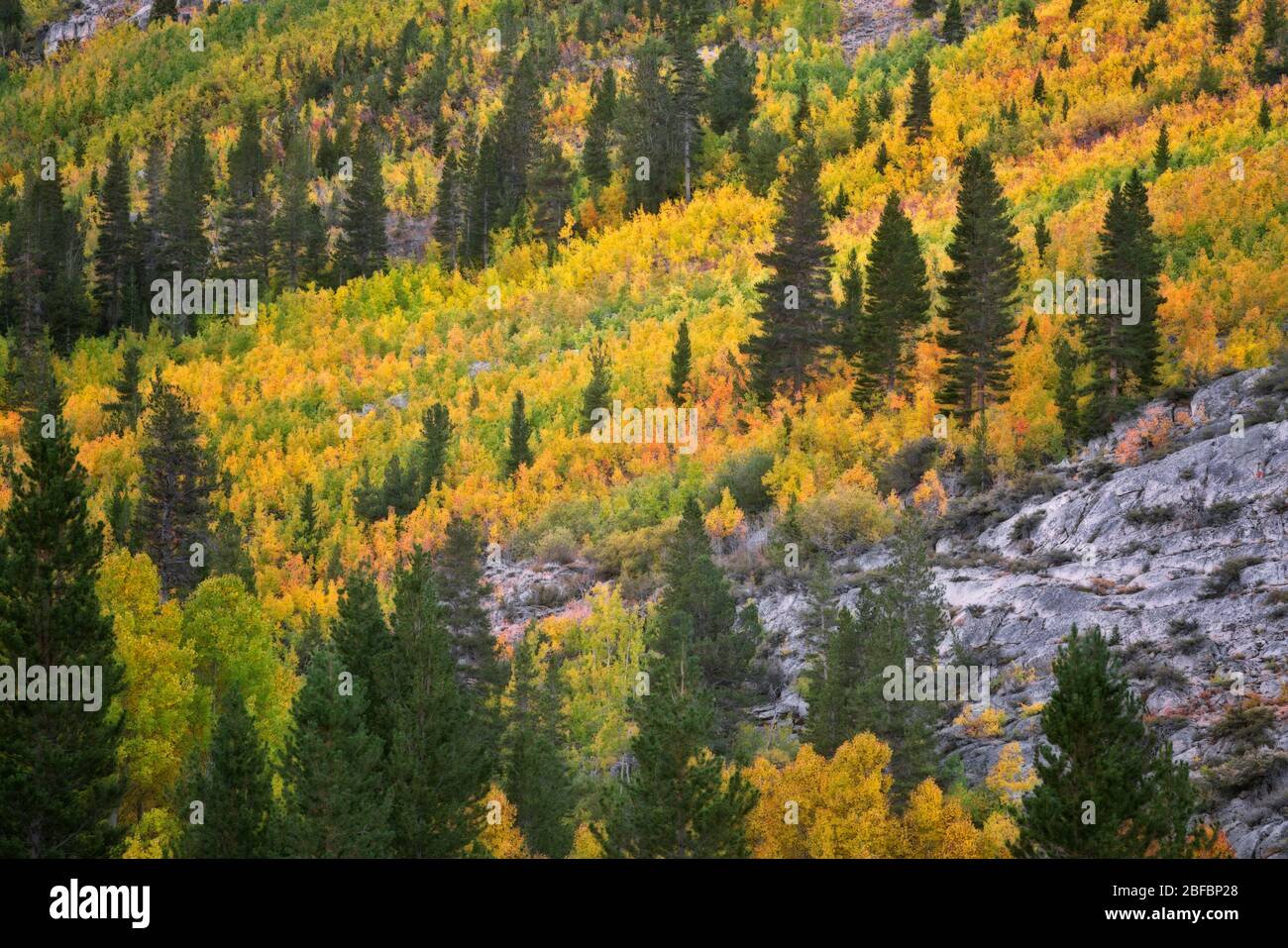 Des arbres à trembles en automne le long des pentes du canyon Bishop Creek dans les montagnes de la Sierra orientale de Californie et dans la forêt nationale d'Inyo. Banque D'Images